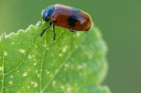 Clytra laeviuscula