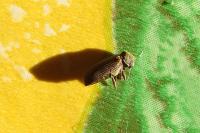 Hemicoelus costatus