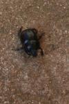 Anoplotrupes stercorosus
