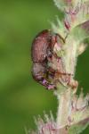 Hylobius transversovittatus