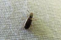Salpingus planirostris