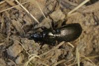 Pterostichus madidus