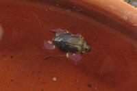 Hygrobia hermanni