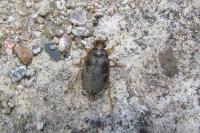 Hygrobia hermanni