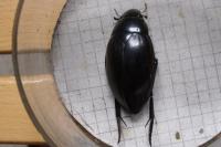Hydrophilus piceus