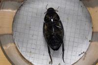 Hydrophilus piceus