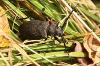 Lamia textor