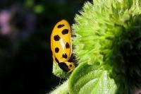 Hippodamia tredecimpunctata