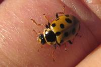 Hippodamia tredecimpunctata