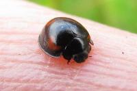 Exochomus quadripustulatus