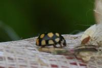 Coccinula quatuordecimpustulata