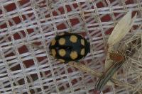 Coccinula quatuordecimpustulata