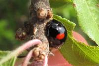 Chilocorus renipustulatus