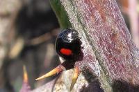 Chilocorus renipustulatus