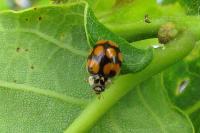 Adalia decempunctata