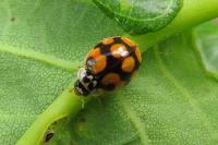 Adalia decempunctata