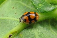 Adalia decempunctata