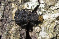 Platyrhinus resinosus
