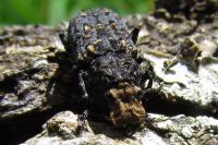 Platyrhinus resinosus