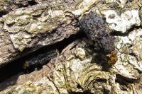 Platyrhinus resinosus