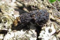 Platyrhinus resinosus