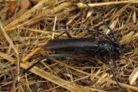 Cerambyx cerdo