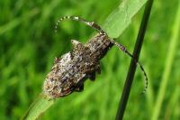 Mesosa nebulosa