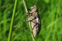 Mesosa nebulosa