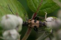 Pachytodes cerambyciformis