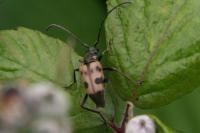 Pachytodes cerambyciformis