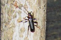 Phymatodes testaceus