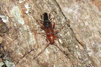 Phymatodes testaceus