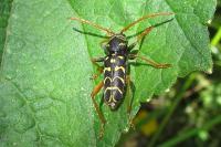 Plagionotus arcuatus