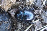 Geotrupes mutator