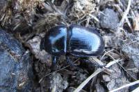 Geotrupes mutator