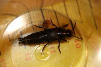 Quedius dilatatus