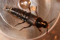 Quedius dilatatus