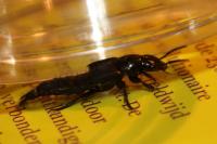 Quedius dilatatus