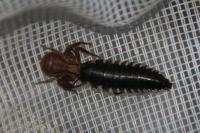 Silpha tristis