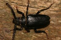 Prionus coriarius