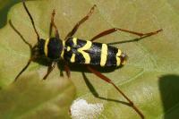 Clytus arietis