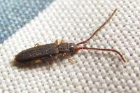 Uleiota planatus