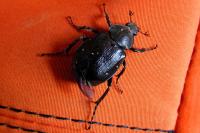 Gnorimus variabilis