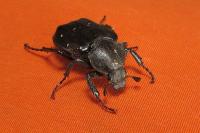Gnorimus variabilis