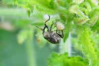 Nedyus quadrimaculatus