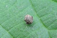 Nedyus quadrimaculatus