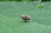 Nedyus quadrimaculatus