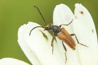 Pseudovadonia livida