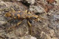 Rhagium sycophanta