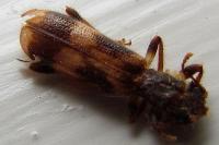 Opilo mollis